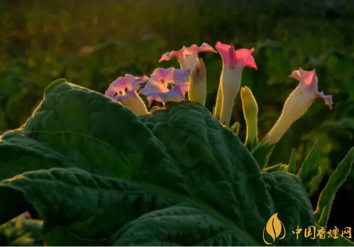 煙草花花語是什么，煙草花什么時(shí)候開花