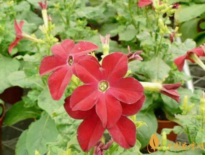 煙草花花語是什么，煙草花什么時(shí)候開花