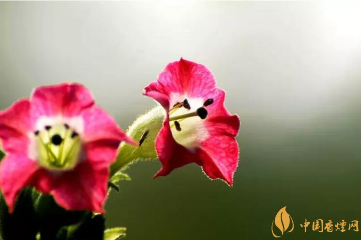 煙草花花語是什么，煙草花什么時(shí)候開花