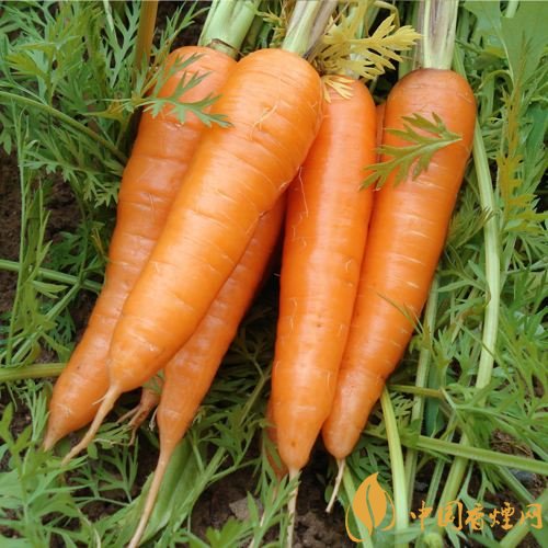 預(yù)防抽煙得肺癌，這些食物降低抽煙傷害