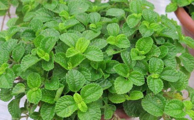 怎么去除尼古丁植物 哪種植物最吸尼古?。ㄈf(wàn)年青）