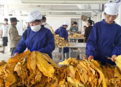 常見(jiàn)幾種香煙的種類香煙的取材有哪些