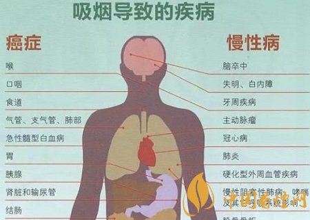 香煙煙霧對肺的傷害 首先從肺細胞開始！