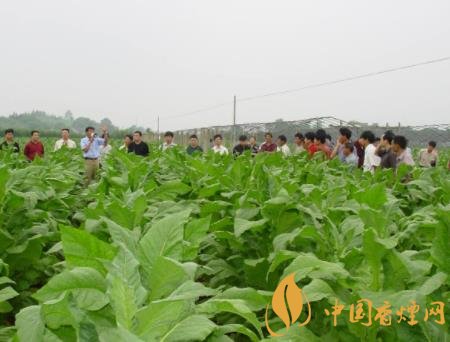 如何做好煙葉綠色防控 要從這四點開始做起！