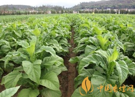 湖南瀏陽(yáng)煙草局依托G80烤煙特色品種為煙農(nóng)創(chuàng)收9375萬(wàn)元！