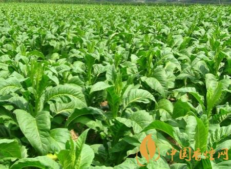 煙草可以一年兩作 煙草種植的關(guān)鍵因素介紹！